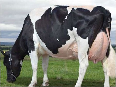 Holstein Friesian Cattle supplier in india