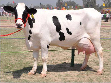 Indian Hf Cow supplier in india