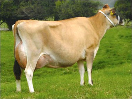 Indian Jersey Cow supplier in india