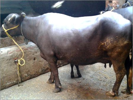 Indian Murrah Buffalo supplier in india
