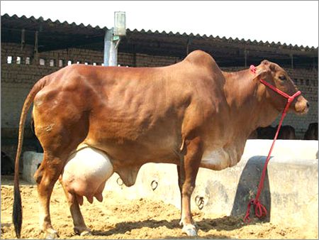 Indian Sahiwal Cow supplier in delhi