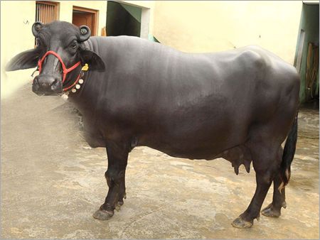 Murrah Black Buffalo supplier in india