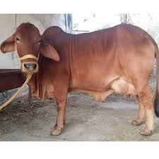 Sahiwal Cow supplier in india