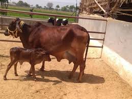 Sahiwal milking cow supplier in india