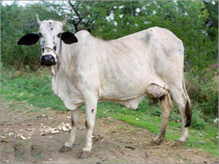 Indian Tharparkar Cow supplier in india