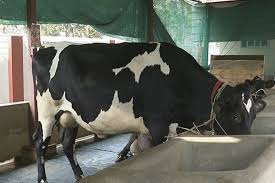 black and white hf cow supplier in india