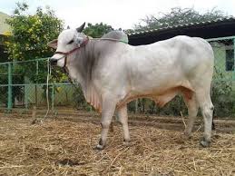 Bull supplier in india