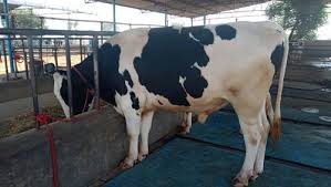hf cow bull supplier in india