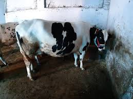 HF Cow karnal supplier in india