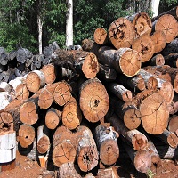Timber Logs manufacturer in New delhi