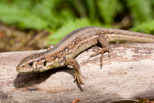 Lizard Control Delhi NCR