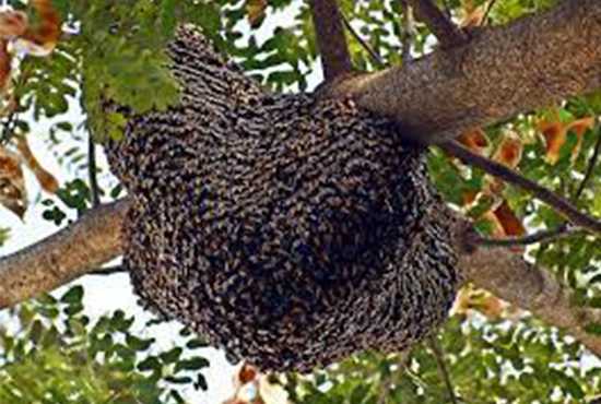 Bee Management pest control service Alpha Greater Noida