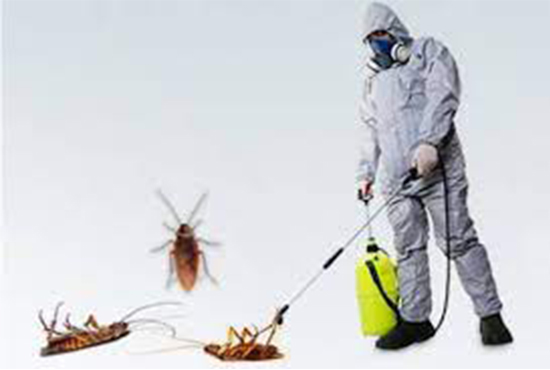 Cockroach Management pest control services Sector 126 Noida
