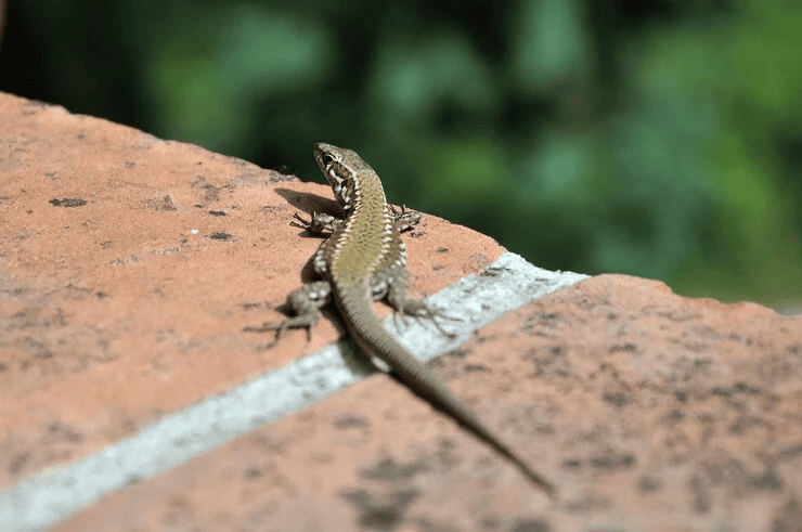 Lizard Control