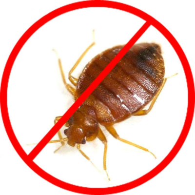 Bed Bug Control Service