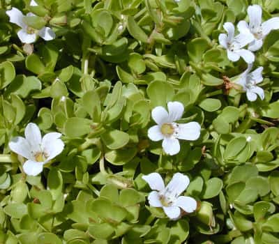 Brahmi (Whole Herb, Extracts)
