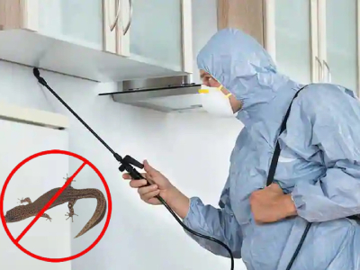Lizard Control Service