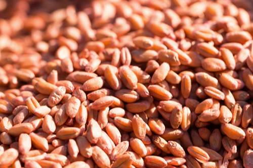 Soft Red Winter Wheat