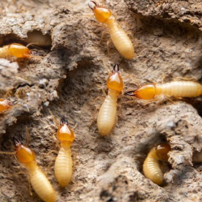 Termite(Deemak) Control Service