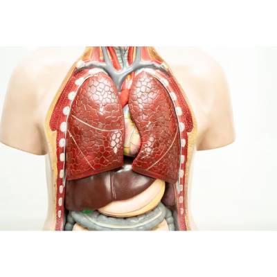 Human Models for Medical Education