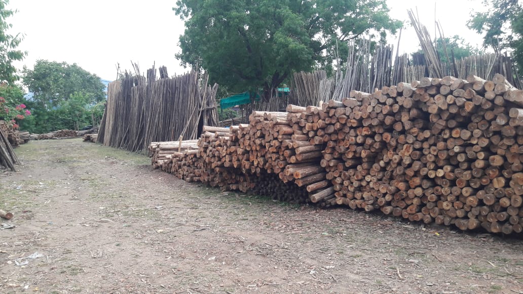 Casuarina Wooden Poles