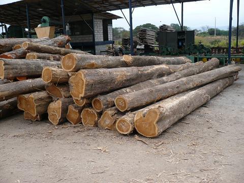 /ProductImg/Ecuador-Teak-Logs.jpg