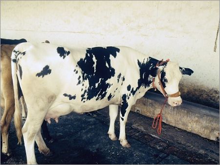 Hf Indian Cows supplier in india