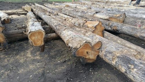 /ProductImg/Teak-Lumber.jpg