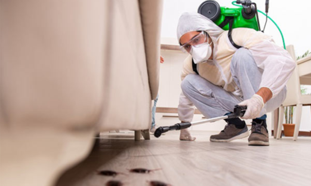Home Pest Service Delhi NCR | MM Infinity