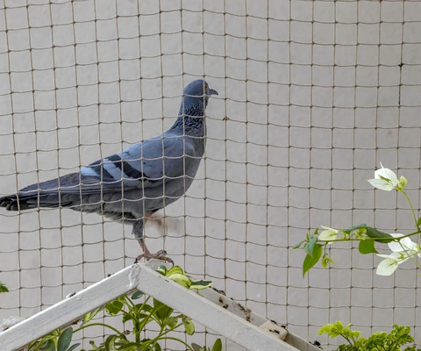 Bird Netting