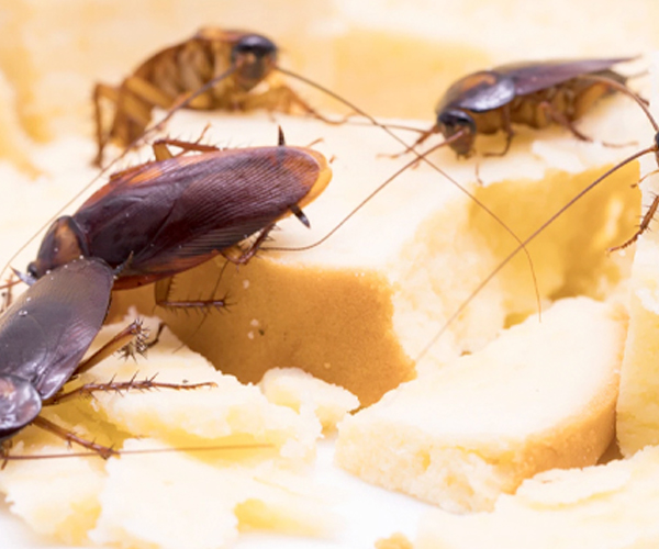 Cockroach Pest Control