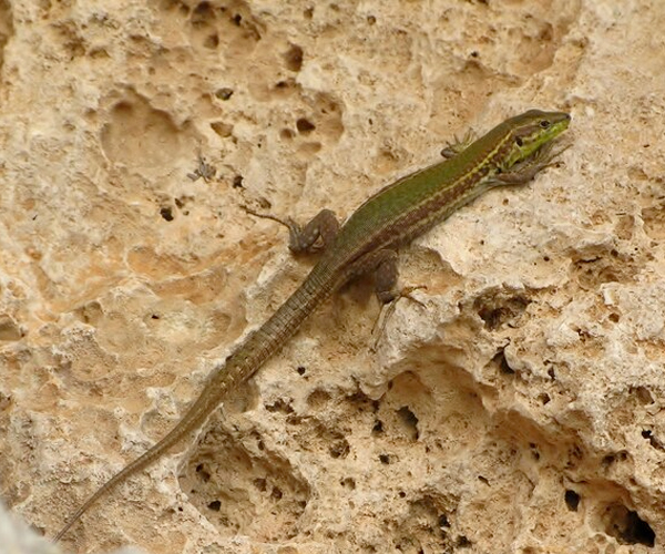 Lizard  Pest Control