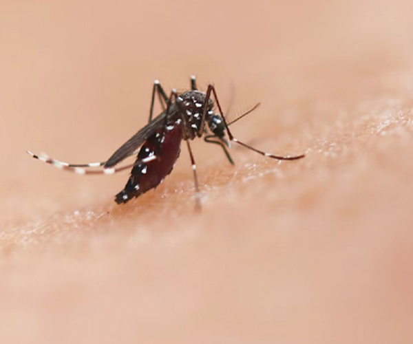 Mosquito Control