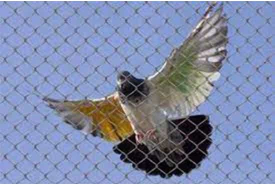 Bird Shield pest control Service