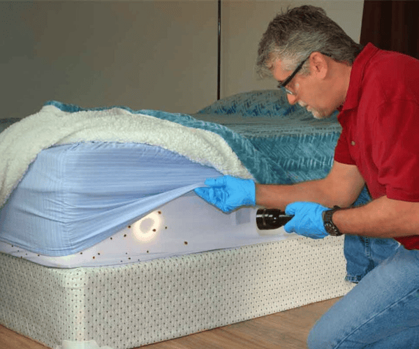 Bed Bug pest control Service