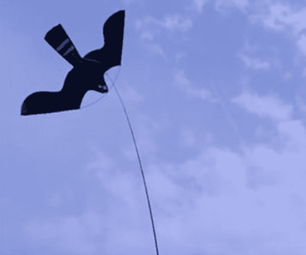 Bird control Service