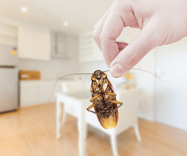 Cockroach Management pest control services