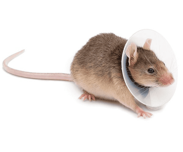 Rodent pest control Service