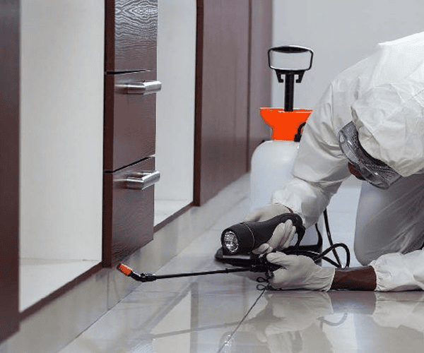 Termite pest control Service