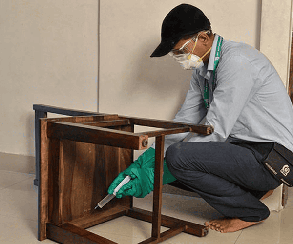 Wood-Borer pest control Service