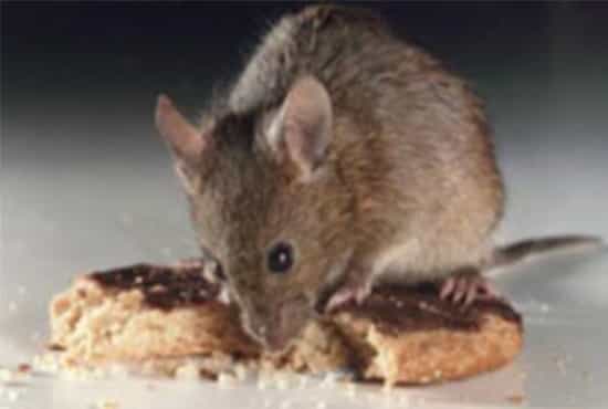 Rodent pest control Service