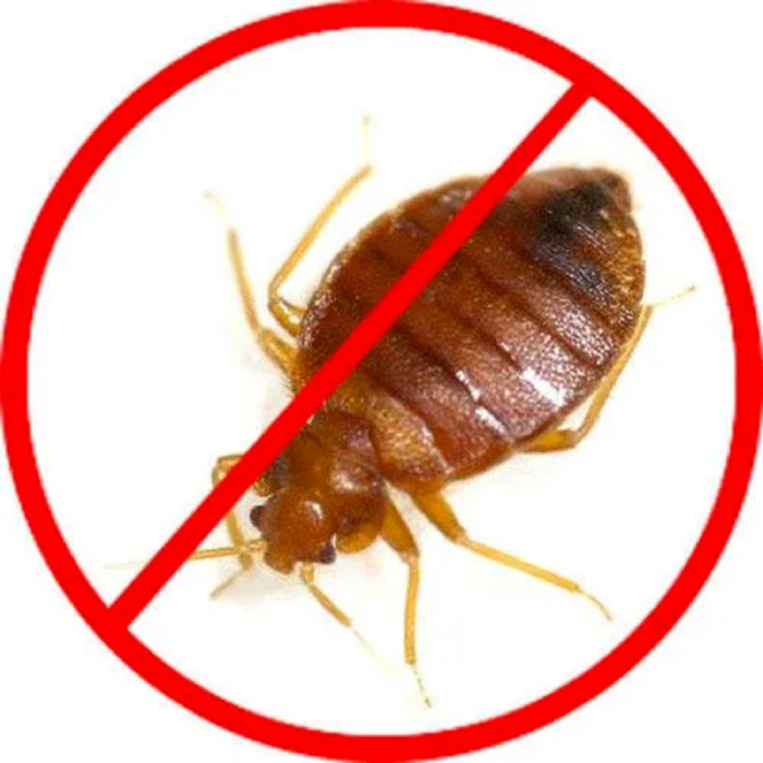 Bedbugs Control Services