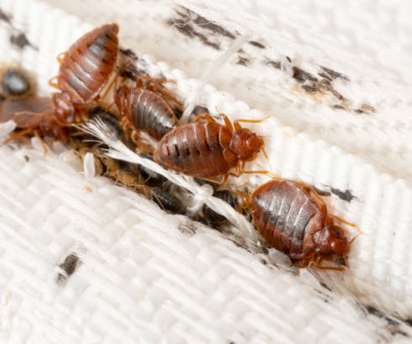 Ants And Bed Bugs