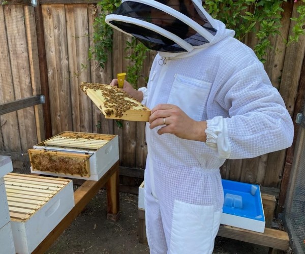 Bee Management pest control service