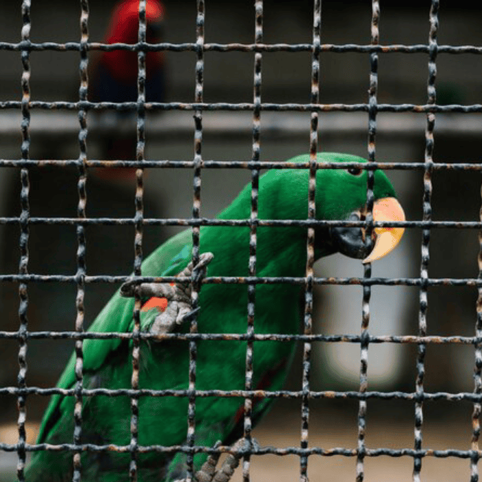 Bird pest Control Service