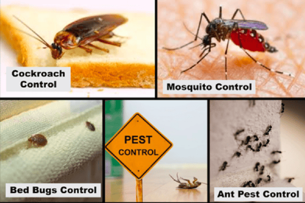 General Pest Control