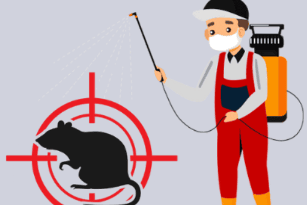 Rodent pest control Service