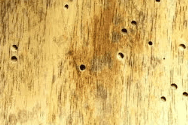 Wood Borer Treatment