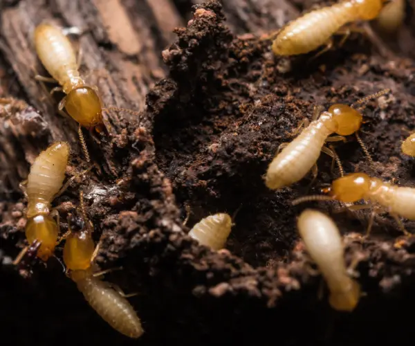 Termite Pest Control Service