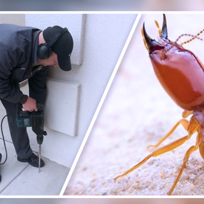 Termite Pest Control Services